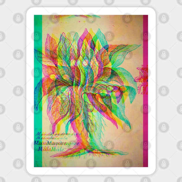 Mandragora Antique Engraving Glitch Ver. Sticker by chilangopride